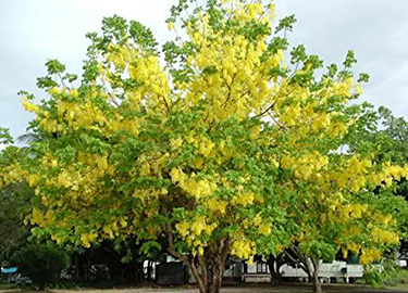 Cassia Tora Seed
