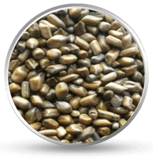 Cassia Tora Seed